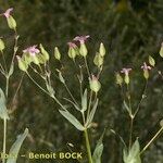 Vaccaria hispanica 花
