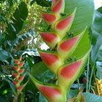 Heliconia wagneriana Anders