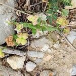 Valeriana vesicaria Habit