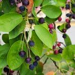 Amelanchier canadensis葉