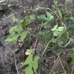 Ipomoea hederacea Blad