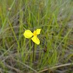 Xyris neocaledonica Flower