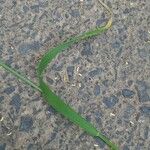 Poa pratensis Delienn