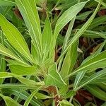 Oenothera macrocarpa পাতা