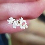 Asperula tinctoria 花