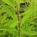 Oenothera × fallax Bark