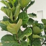 Ficus lyrataList