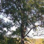 Nothofagus obliqua Hábito