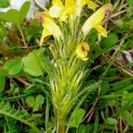 Pedicularis oederi Flower