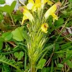 Pedicularis oederi Květ