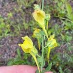 Linaria dalmatica 花