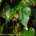 Aristolochia altissima Blomma