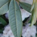 Rhododendron argyrophyllum Leaf