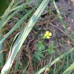 Potentilla erectaFloro