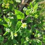 Lippia javanica Fulla