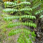 Caesalpinia bonduc برگ