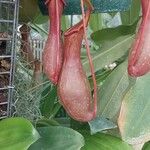 Nepenthes alata Flor