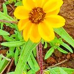 Zinnia haageana Cvet