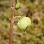 Pyrola chlorantha Kvet