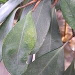 Ficus cyathistipula Leaf