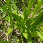 Platanthera flava Leaf