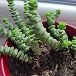 Crassula rupestris List