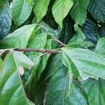 Theobroma cacao Leaf