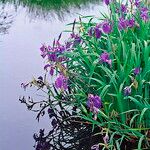 Iris laevigata Kwiat