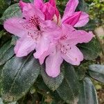 Rhododendron lapponicum Blüte