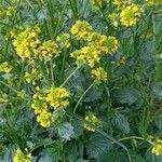 Barbarea vulgaris Habit