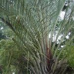 Dypsis decaryi Ліст