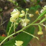 Polystachya odorata Flower