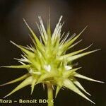 Echinaria capitata Blüte
