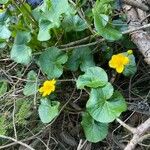 Caltha palustris برگ