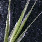 Vulpia ciliata Fula