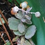 Kalanchoe fedtschenkoi Levél