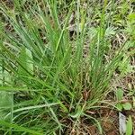 Heteropogon contortus Hoja