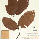 Brosimum longifolium Leaf
