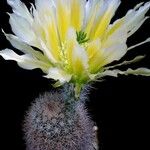 Echinocereus dasyacanthus Plante entière