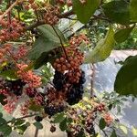 Ardisia compressa Fruit