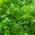 Poa autumnalis Leaf