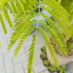 Caesalpinia pluviosa Leaf