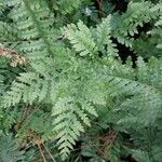 Polypodium interjectum ഇല