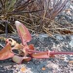 Kalanchoe miniata Blatt