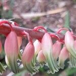 Gasteria disticha Flower