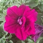 Petunia spp. Flors