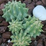 Ferocactus glaucescensЦветок