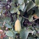Aristolochia baetica Fruto