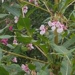 Impatiens glanduliferaFlower