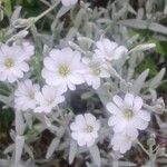 Cerastium tomentosum Flor